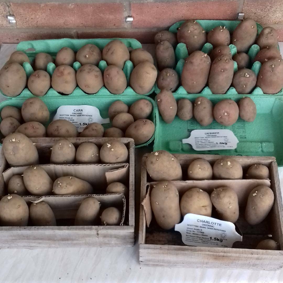 chitting potatoes feb 18